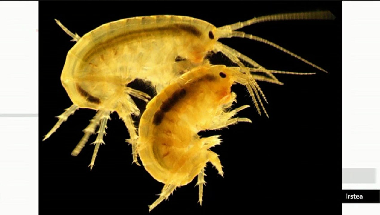 "Le gammare, sentinelle de l'environnement" (Planète Environnement)