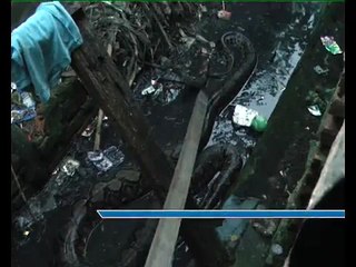 Ular Pyton 4 Meter Hebohkan Warga