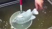 What Happens When You Drop A Fish In Liquid Nitrogen