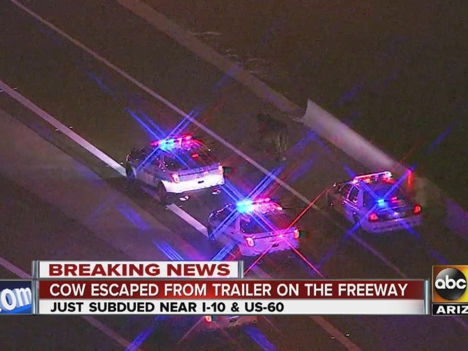 Cow escapes from trailer on freeway