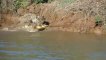 Crazy Jagar dives into River to attack a Caiman!!