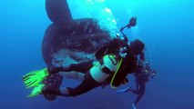 Un plongeur découvre un poisson lune géant