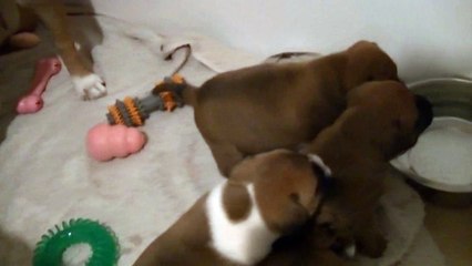 20ème  vidéo La maman et ses chiots de STAFFORDLAND
