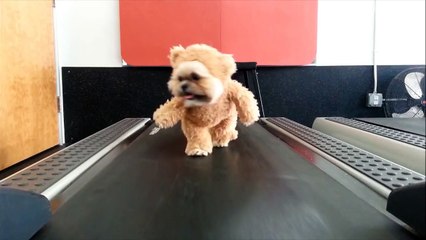 Munchkin the Teddy Bear gets her exercise ORIGINAL