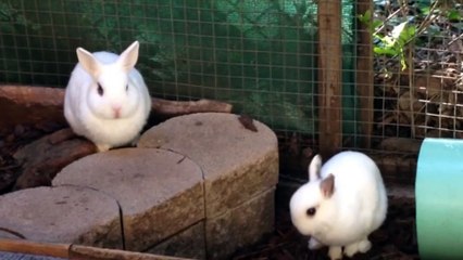 Boppity Bunny - Filmed at the Santa Barbara Bunny Shelter