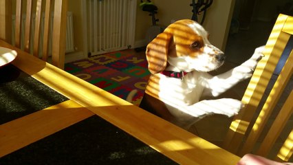 Dog wants to trade toy for breakfast