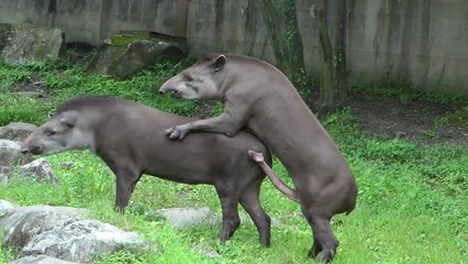Ce tapir est trop bien monté pour pouvoir se reproduire