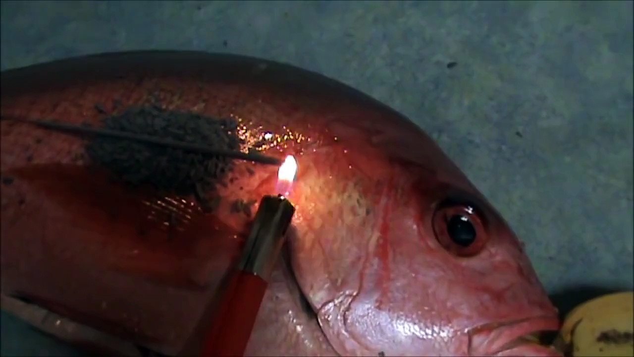 How To Correctly Cook Salmon