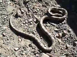snake without head still dancing in Mexico!