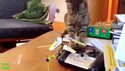 Funny-Cat-Videos-That-Will-Make-You-Laugh-So-Hard-You-Cry-2015