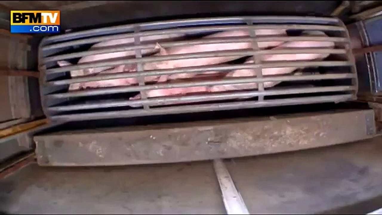 VIDEO Alès : fermeture de l'abattoir de l'horreur après la diffusion d'images chocs