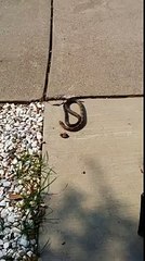 A Snake Moving Without Head