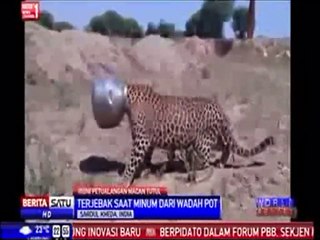 LEOPARD STUCK IN POT METAL