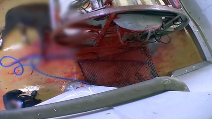 Les abattoirs d'Alès fermés après une vidéo choc