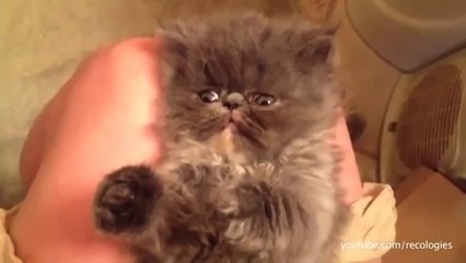 50 Cats And Dogs In Need Of Naps