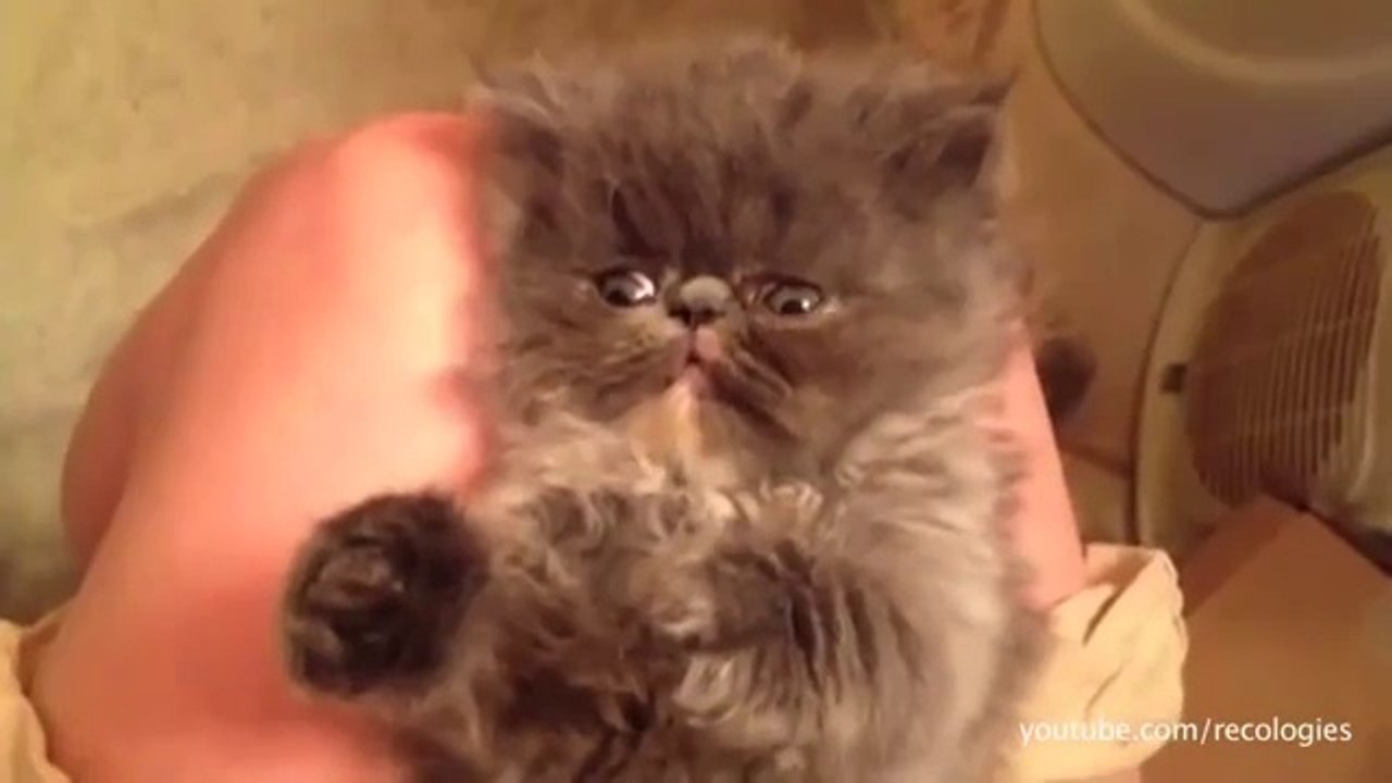 50 Cats And Dogs In Need Of Naps