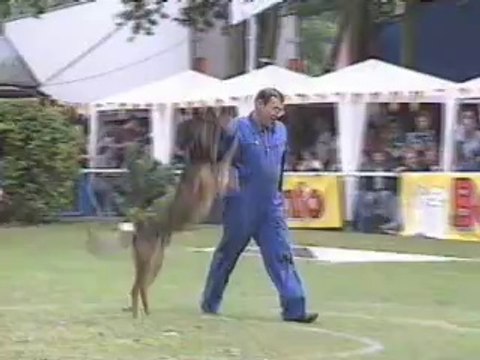 Dances with Malinois