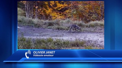 D!CI TV : Images du loup tiré dans le Dévoluy et témoignage du vidéaste amateur