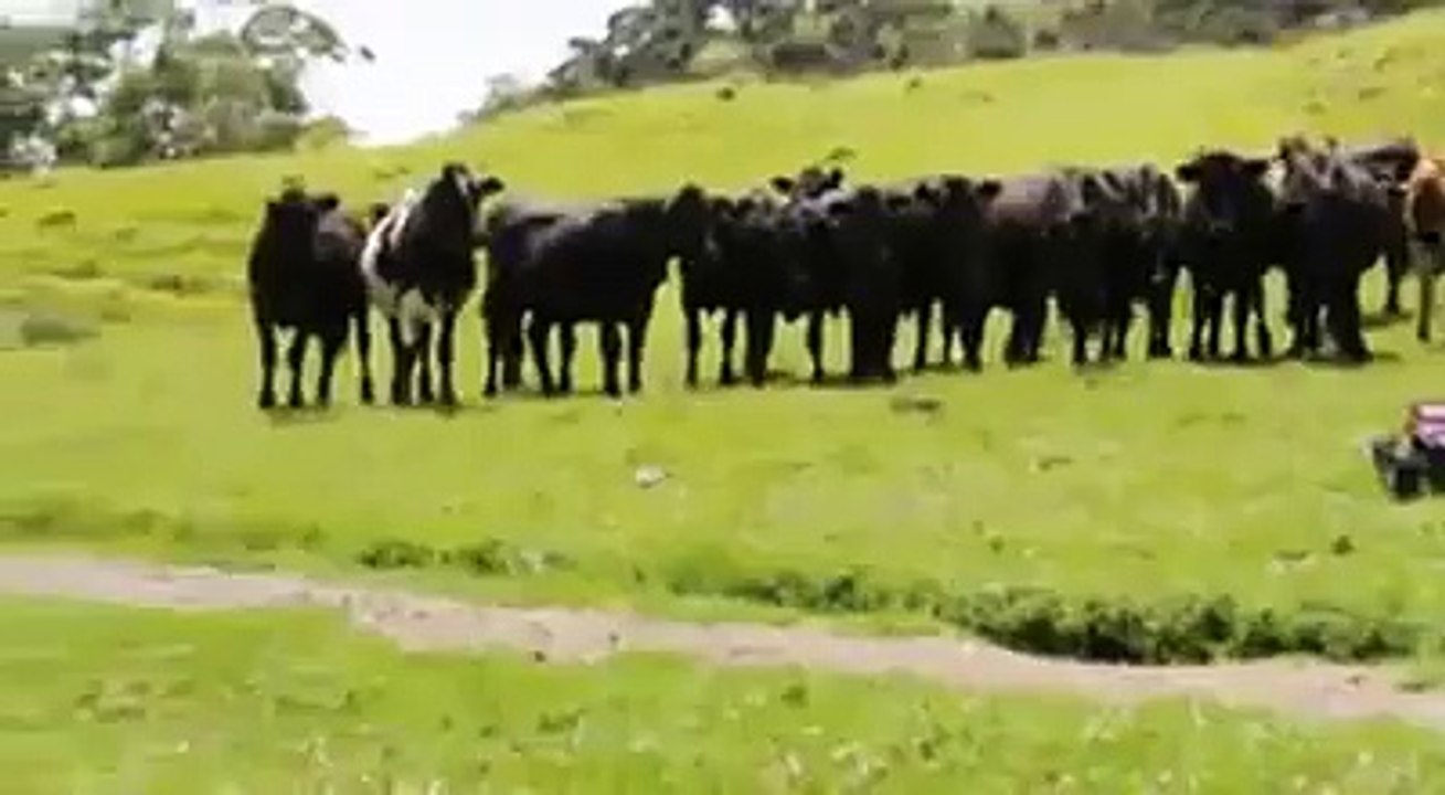 Cows Funny Video - Got Afraid by a Remote Control Car