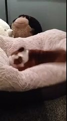 English Bulldog puppy loves his new bed