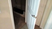Il gatto che riesce ad aprire le porte