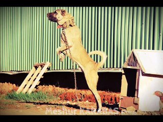 Kangal vs Pitbull