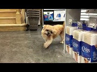 Il cane più simpatico del web