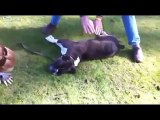 Ragazza salva la vita a cane colto da arresto cardiaco