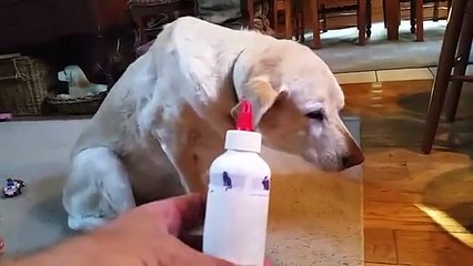 Denver hates getting her ears cleaned and medicated