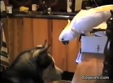 Il divertente video del pappagallo e il cane che mangiano gli spaghetti