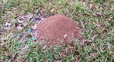 Ecco cosa succede a versare alluminio fuso in un formicaio disabitato