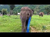 Il video dell'elefante che gioca ad Hula Hoop