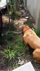 Dog VS Snake  Fortunately, a serpent, harmless people treat dogs should be careful!!