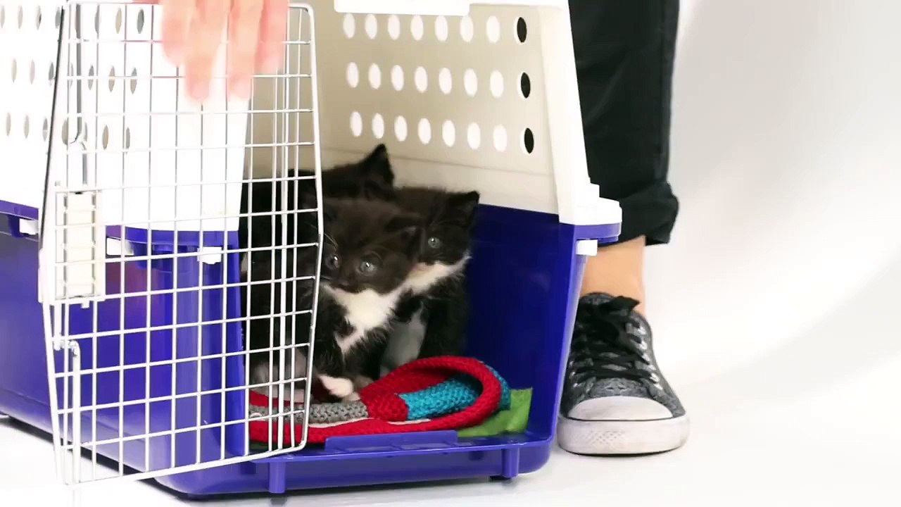 Des chatons rencontrent des chiots pour la première fois