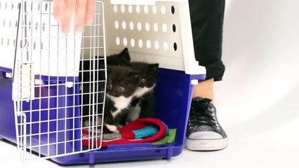 Des chatons rencontrent des chiots pour la première fois