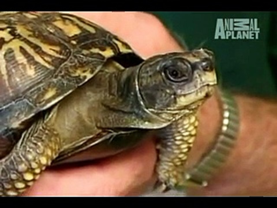 Turtle Eating a Banana