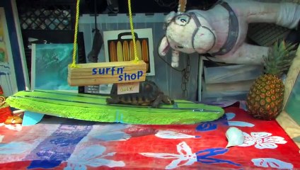 Nemo Surfs Big Waves