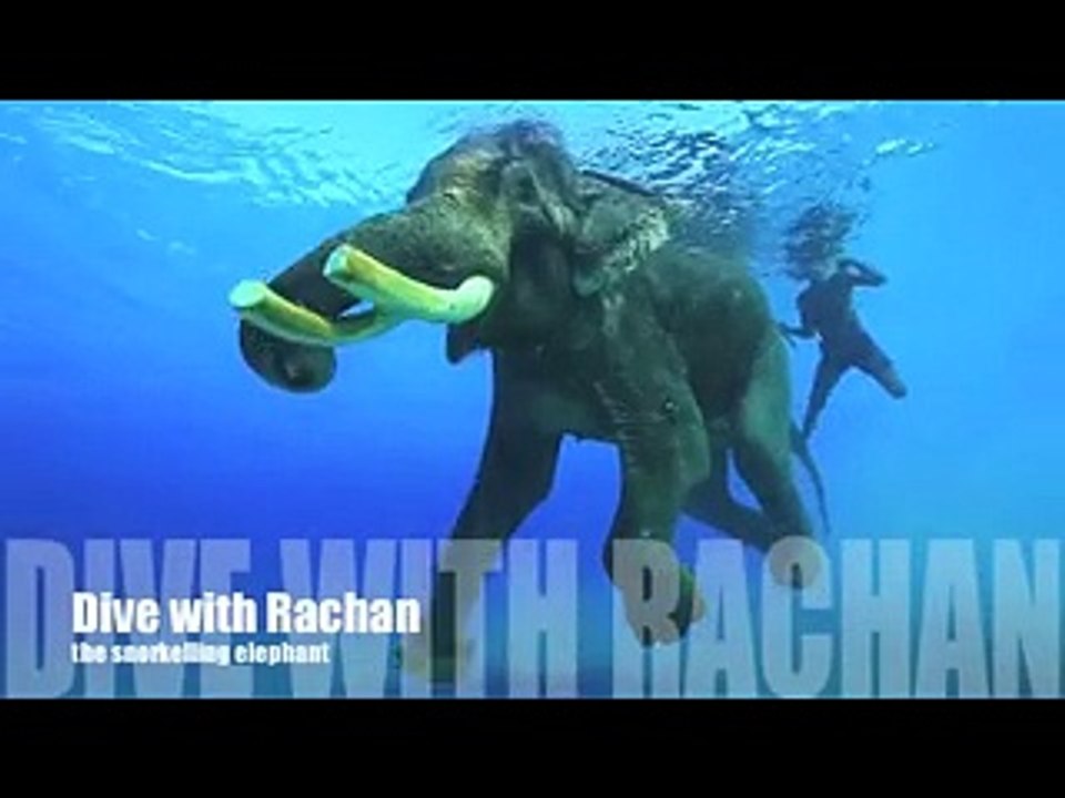 Il video dell'elefante che nuota - Video Dailymotion