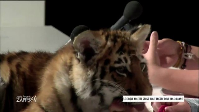 Cirque Arlette Gruss avec un bébé tigre dans #JAZ