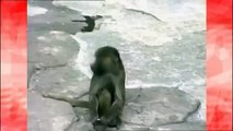 Il divertente video della scimmia che si specchia per la prima volta