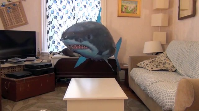 Il divertente video del cane che attacca un palloncino a forma di squalo