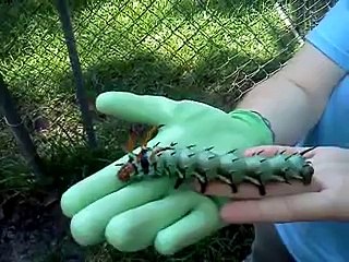 Il bruco gigante che ha impressionato il web