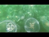 Mare infestato da meduse, le riprese shock di un ragazzo