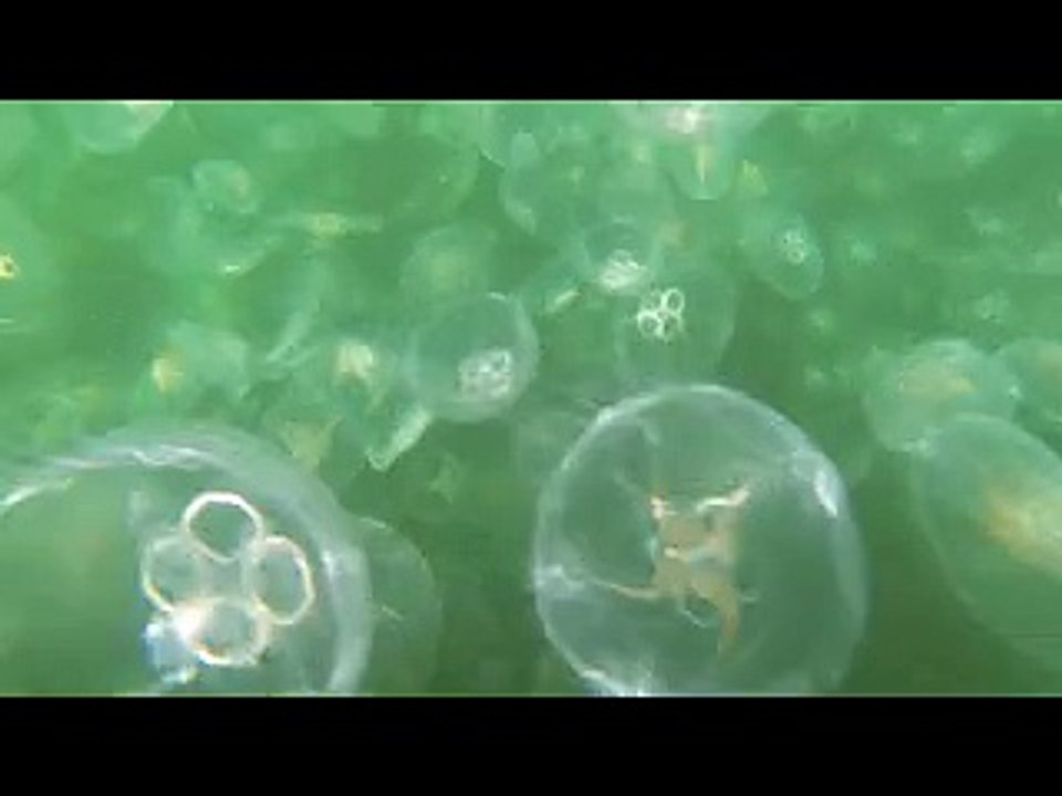 Mare infestato da meduse, le riprese shock di un ragazzo