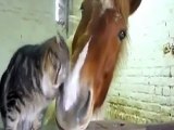 La strana vicenda del gatto e il cavallo innamorati