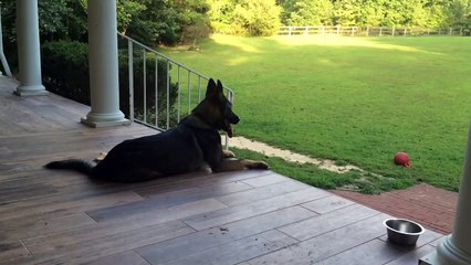 She Tells The Dog She’s Had A Long Day. Now Watch What The Dog Does…