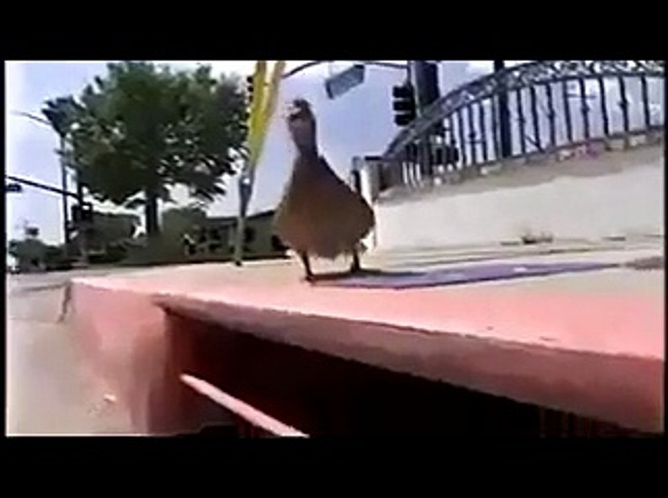 Mamma anatra attira l'attenzione dei poliziotti per far salvare i suoi piccoli