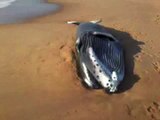 Baleia é encontrada morta em praia de Vila Velha