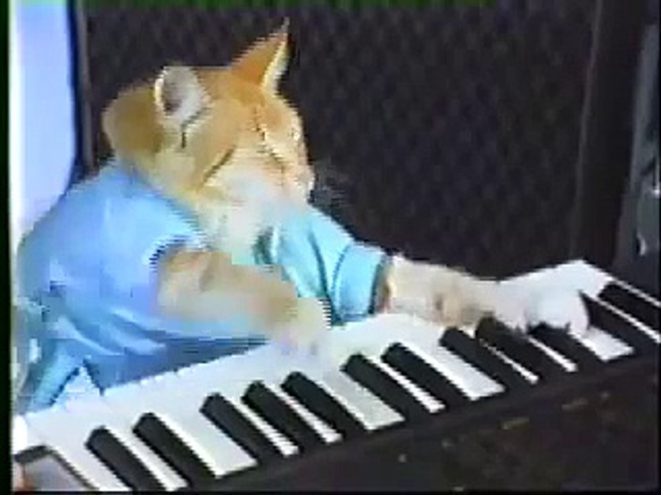 Il video del gatto che suona il pianoforte Video Dailymotion