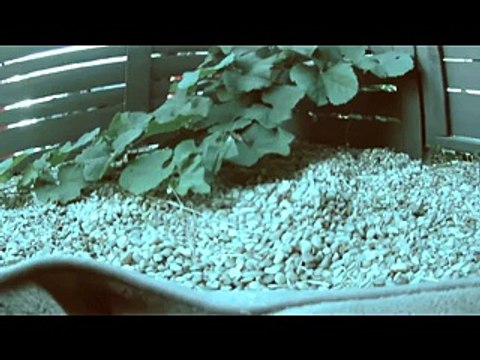 Il video che mostra come vedono gli animali